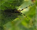 Agapanthia sicula malmerendii